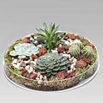Succulent Plants Glass Tray