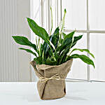 Spathiphyllum Jute Wrapped Potted Plant