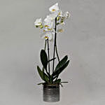 White Phalaenopsis Plant Grey Pot