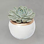 Echevieria Plant White Ceramic Pot