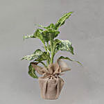 Dieffenbachia Plant Jute Wrapped Pot