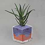Aloe Arborescens Plant Glass Jar