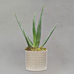 Aloe Vera Plant Small Ceramic Pot