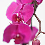 Purple Phalaenopsis Plant Grey Pot