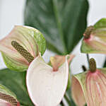Anthurium & Fastoria Plant Combo