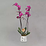 Happy Teachers Day Purple Phalaenopsis Plant Grey Pot
