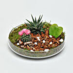 Holy Ramadan Plant Gift Set