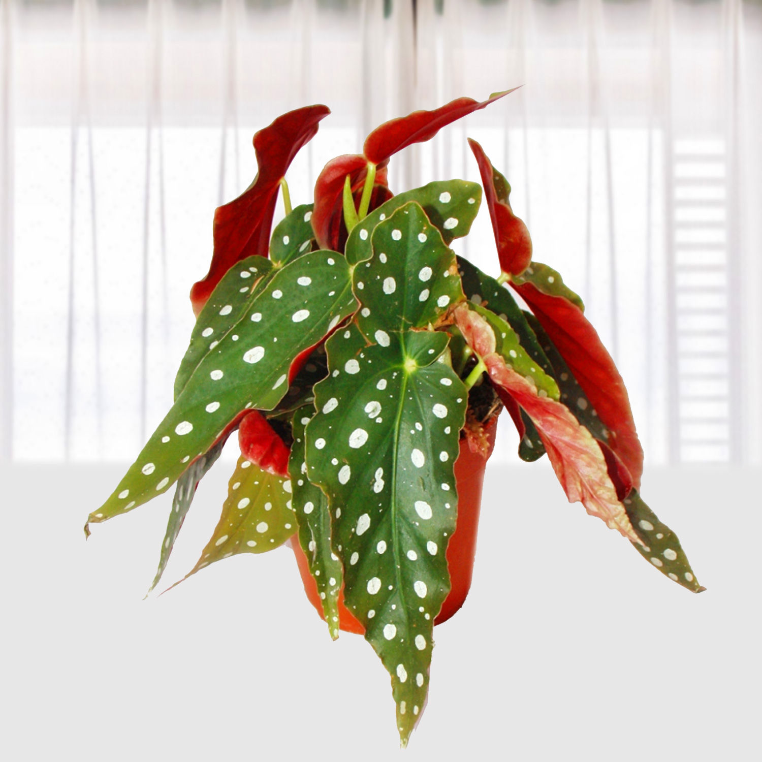 Begonia Maculata Wightii Qatar Gift Begonia Maculata Wightii Ferns N Petals