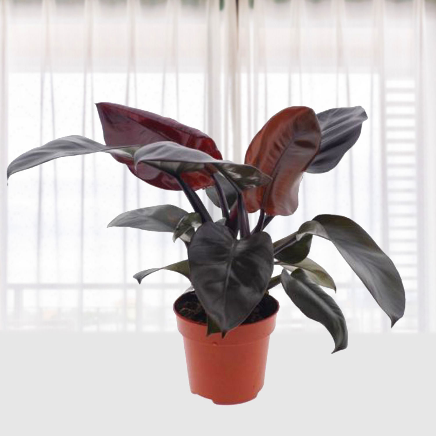 Philodendron Black Cardinal Qatar Gift Philodendron Black Cardinal Ferns N Petals