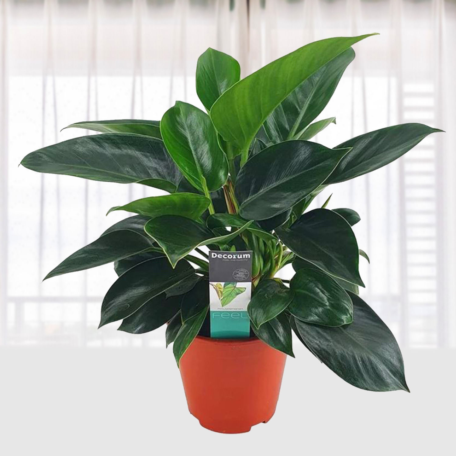 plant pachira Money Tree | Indoor Plants main image 0