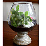 Cup Of Green Terrarium