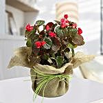 Red Begonia Plant