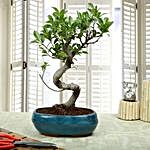 Amazing Bonsai Ficus S Shaped Plant