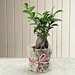 Potted Ficus Bonsai Plant
