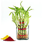 Two Layer Lucky Bamboo Plant with Color