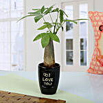 Love U Pachira Bonsai Plant