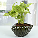 Dark green Shell Syngonium Plant