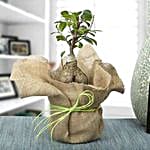 Picturesque Ficus Ginseng Bonsai Plant