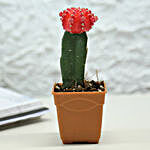 Rising Moon Cactus Plant