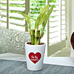 Valentine Love Bamboo Plant