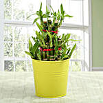 3 layer lucky bamboo Plant