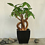Decorative Knotted Pachira Bonsai Plant