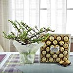 Ferrero Rocher with Jade Plant