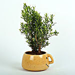 Unimus Plant In Smiley Vase