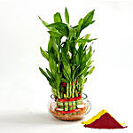 Lucky Bamboo Plant With Gulal