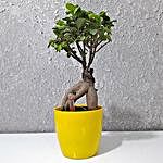 Ficus Microcarpa Bonsai Plant