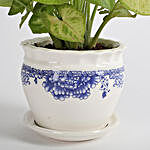 Syngonium Plant In Ceramic Vase