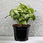 Syngonium White Plant In Black Pot