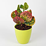 Colorful Croton Petra Plant