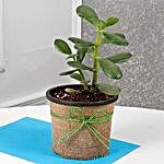 Cute Crassula Ovata Plant