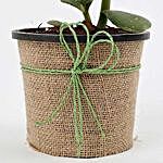 Cute Crassula Ovata Plant