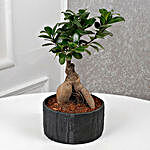 Lord Buddha N Ficus Microcarpa Bonsai Plant