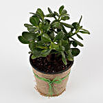 Versatile Crassula Ovata Plant
