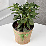 Versatile Crassula Ovata Plant