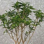 Soothing Gardenia Dwarf Plant