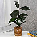 Air Purifying Rubber Plant