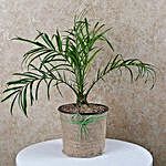 Decorative Phoenix Palm Plant