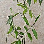 Spicy Bay Leaf Plant