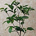 Summer Special Guava Plant