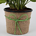 Hue of Green Syngonium Plant