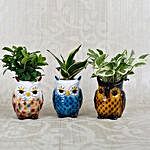 Beautiful Owl Shaped Decorative Pots with Plants