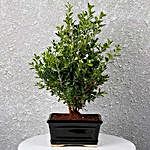 Boxwood Decor Bonsai Plant