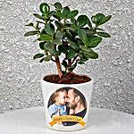 Ficus Compacta In Personalized Pot