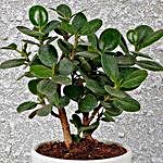 Ficus Compacta In Personalized Pot