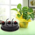 Eggless Truffle Cake N Money Plant