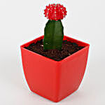 Red Grafted Cactus Plant
